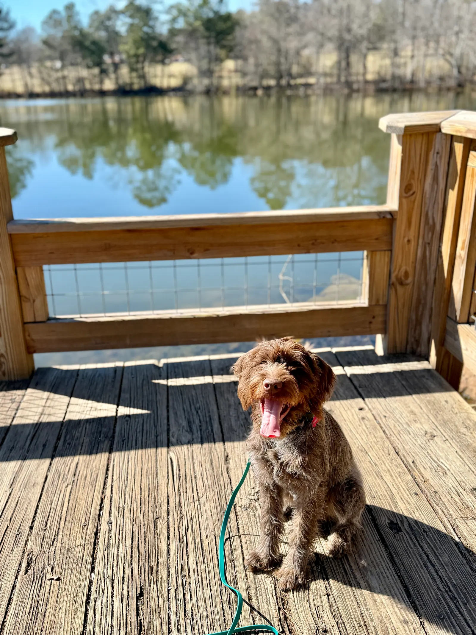 Pet transportation and local pet care support 3